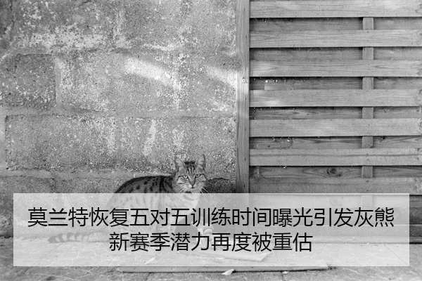 莫兰特恢复五对五训练时间曝光引发灰熊新赛季潜力再度被重估